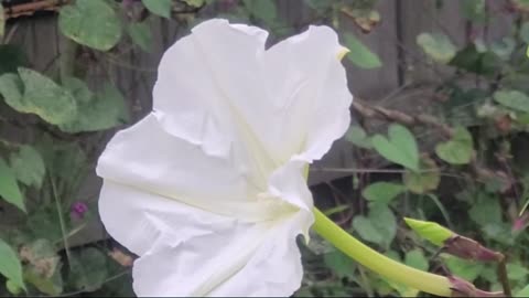 Moonflower 1st Bloom 6 Sept 2024 at Sonny Rock Garden