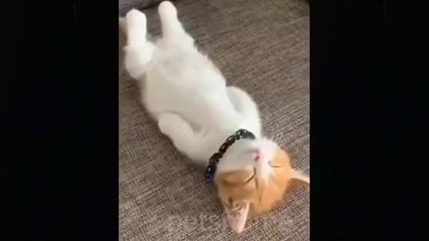 Cute cat meows...