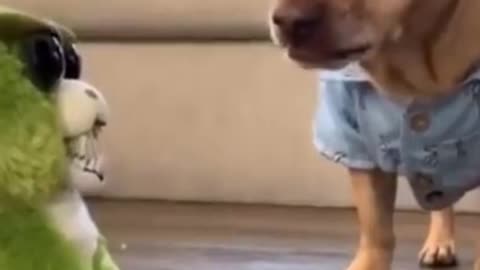 Super funny dog scared of a puppet