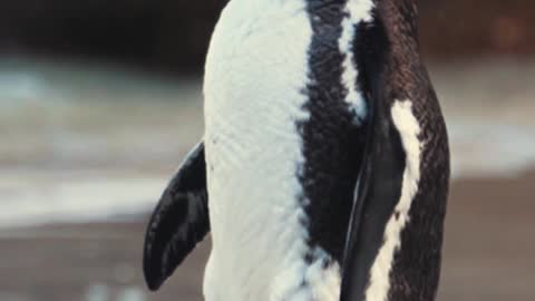 Penguin Funny Video Penguin So Cute