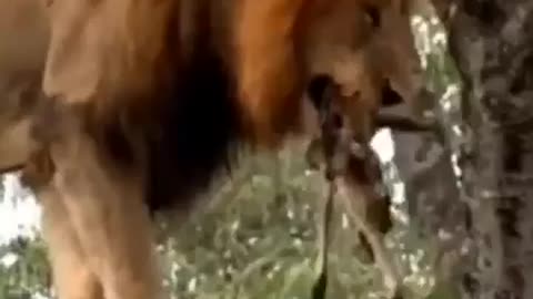 Lion climbing on the tree