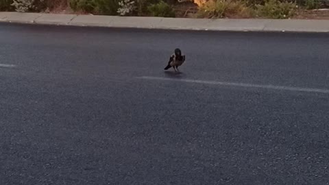 Bird Having Breakfast