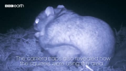 Filming Flying Squirrels at Night | Eden: Untamed Planet | BBC Earth