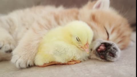 Fluffy orange meets with the yolk