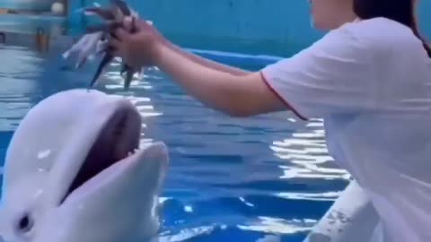 Training of Dolphin