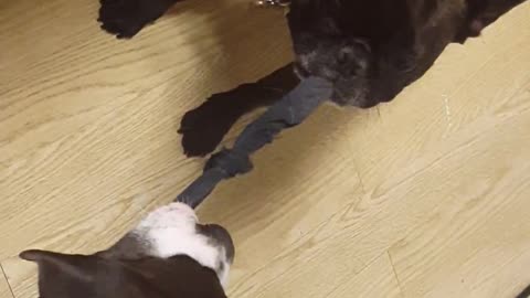 Size doesn't matter! French Bulldog beats Pitbull at tug of war!