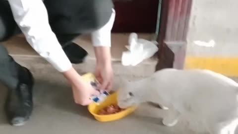 Cat feeding