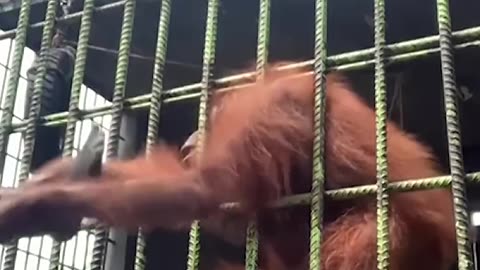 Orangutan grabs zoo visitor who jumped guardrail | USA TODAY #Shorts