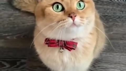 Cute Ketty funny 🤣 video 😂 / cat funny video