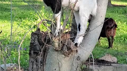 Kiko Goat Screams Over New Pasture