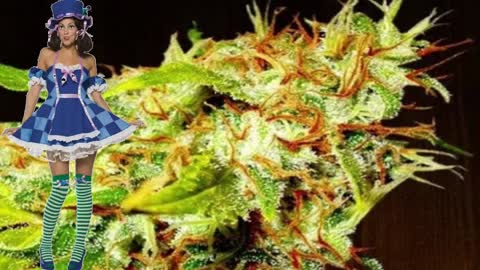 Zamaldelica – Ace Seeds