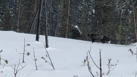 Rare Sierra Nevada Red Fox at Mount Bachelor