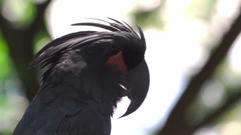 Bald Eagle Fond Of Walking Thinks Hunting Is Too Savage | Kritter Klub