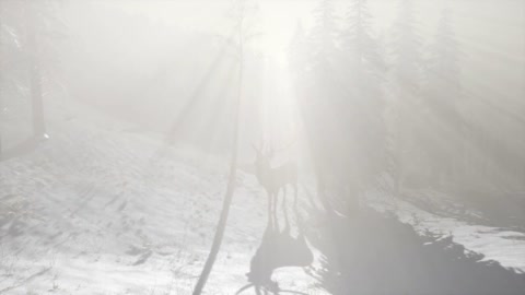 Proud Noble Deer Male in Winter Snow Forest