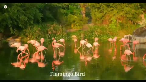 Amazing cute fishing Birds Flamingo bird | 4k ultra Hd bird Video