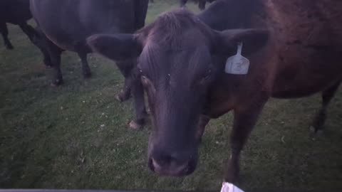 Cow trying to steal a treat