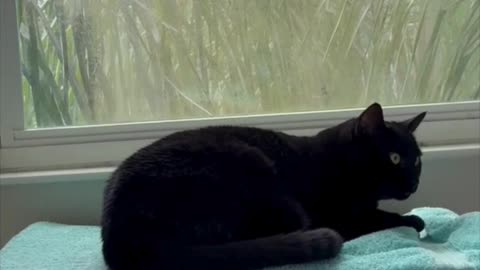 Adopting a Cat from a Shelter Vlog - Cute Precious Piper Gets Comfortable in Her Spa #shorts