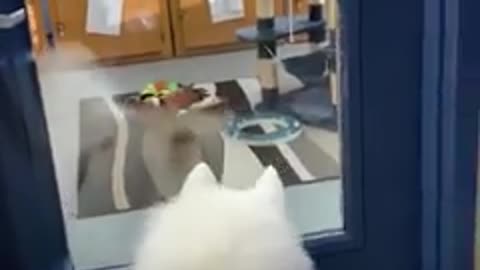 Giant dog stops in his tracks to swoon every time he sees a cat