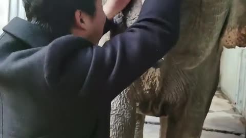 The breeder feeds the elephant pumpkins