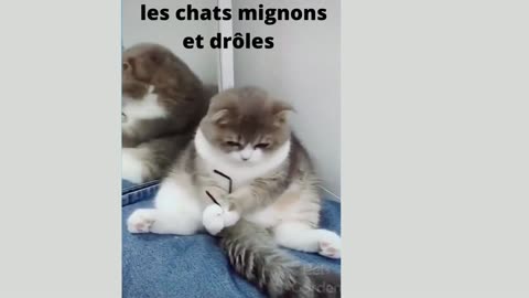 les chats mignons et drôles