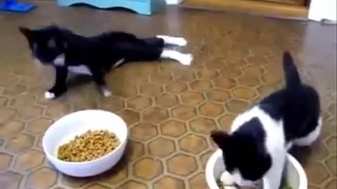 Melhores vide9s de animais cachorros gatos , muitos divertido amo amo