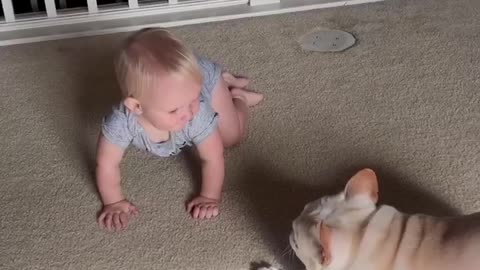 French Bulldog Playing With Baby Sister