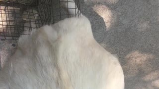 Goat Using Bunny Cage to Scratch Personal Itch