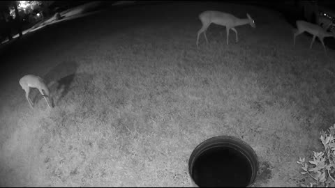 Whitetail deer in my Cypress (Houston) neighborhood - Cam3 8/14/23 pm