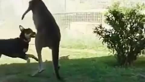 Kangaroo fights with a dog, laughter, joke