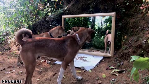 Funny Dog Mirror