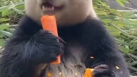 A Panda and his Carrots 🥕