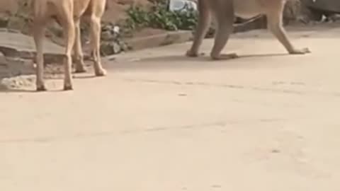 Super funny video animal