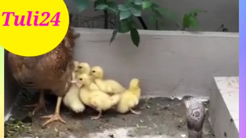 Snake Vs Hen Viral video / Viral video 2022