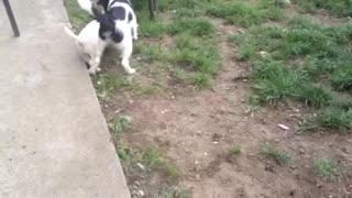 Puppies joyful playing