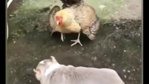 Dog Videos 2021➤Chicken goes against dogs➤➤🐶 Not really funny but it is exciting ➤➤➤🐶