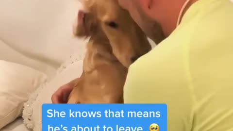 Pup gets sad every time owner gets dressed for work