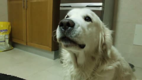 Golden Retriever demands attention from humans