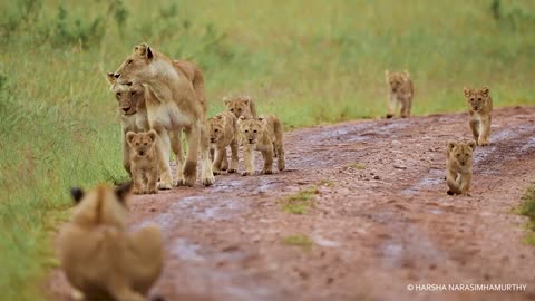 Black Rock Lion Pride Enjoy a Rainy Morning