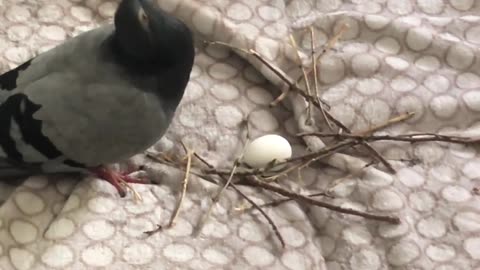 Crumble the Pigeon Builds Nest On Couch