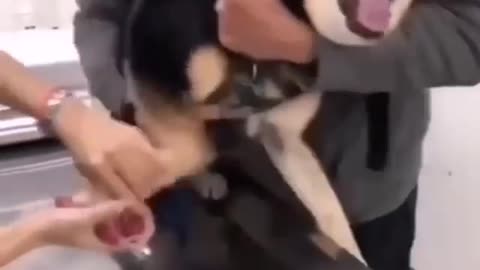 THIS DOG GONNA WIN A OSCAR AWARD FOR HIS ACTING🤣😂😂 YOU MUST WATCH THIS!!!!!!!