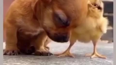 Hey Bro, I'm here! | Cute chick and puppy