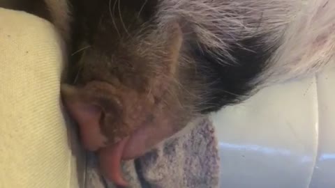 Pet pig plays with his tongue!