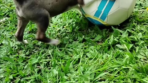 Baby dog 🐕#cute puppy barking #4kviral #shorts