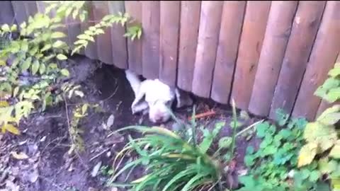 Neighbor's dogs taunting my dog