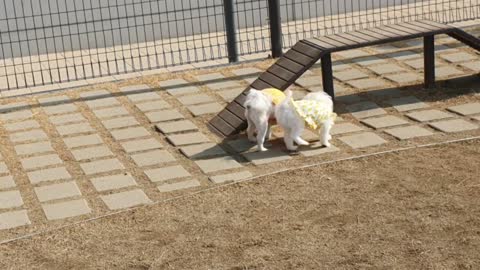 Cute puppy hanging out with friends