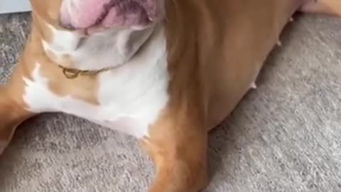 Funny dog that talks