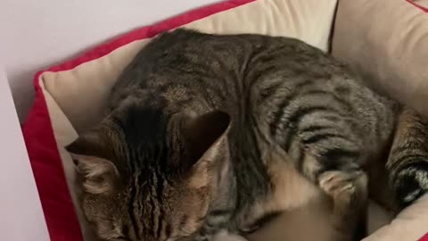 Cat kneading(very cute)