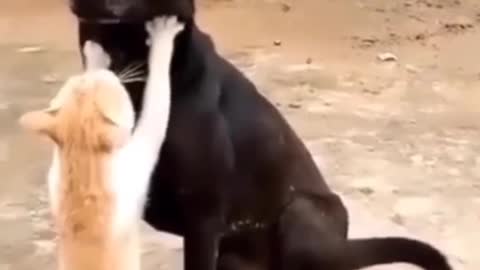 Dogs are happy to enjoy being massaged by cats