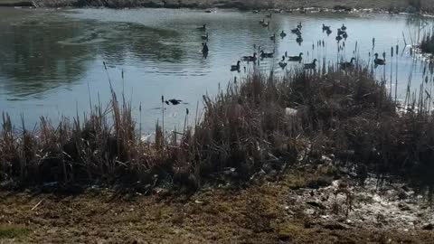 Geese eating at foodlion