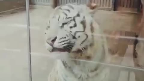 Best funny animal video